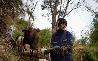 50% de avance tiene construcción de infraestructura para uso público en la Reserva Nacional Lago Rosselot